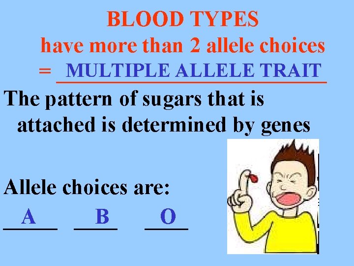 BLOOD TYPES have more than 2 allele choices MULTIPLE ALLELE TRAIT = _____________ The