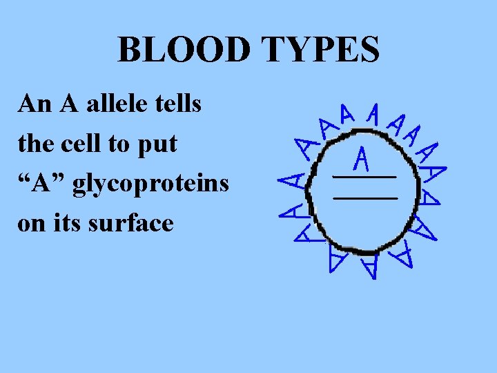 BLOOD TYPES An A allele tells the cell to put “A” glycoproteins on its