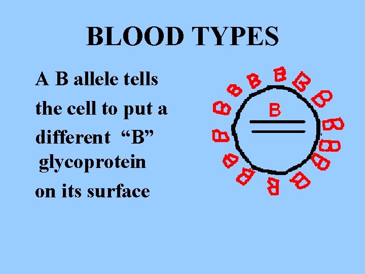 BLOOD TYPES A B allele tells the cell to put a different “B” glycoprotein