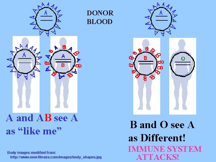 DONOR BLOOD A and AB see A as “like me” Body images modified from: