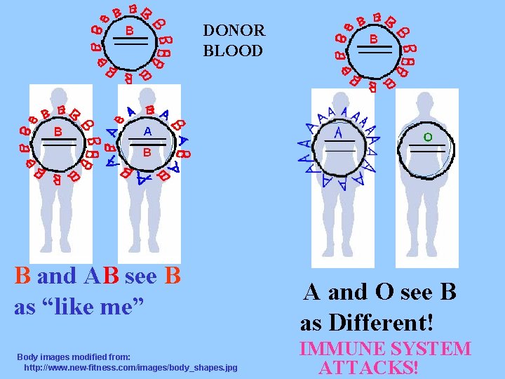 DONOR BLOOD B and AB see B as “like me” Body images modified from: