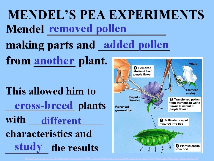 MENDEL’S PEA EXPERIMENTS removed pollen Mendel __________ added pollen making parts and ______ from