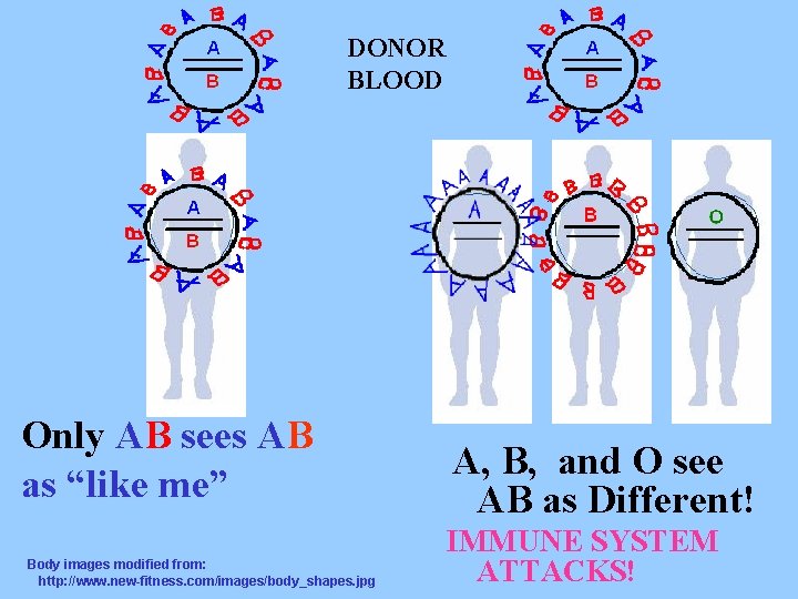 DONOR BLOOD Only AB sees AB as “like me” Body images modified from: http: