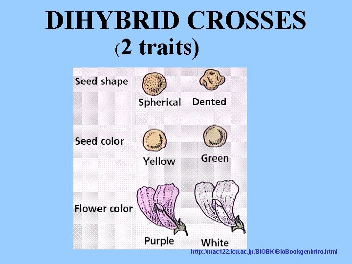 DIHYBRID CROSSES (2 traits) http: //mac 122. icu. ac. jp/BIOBK/Bio. Bookgenintro. html 