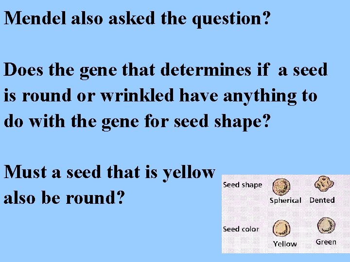 Mendel also asked the question? Does the gene that determines if a seed is