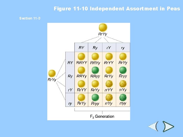 Figure 11 -10 Independent Assortment in Peas Section 11 -3 