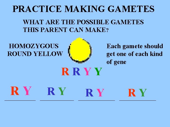 PRACTICE MAKING GAMETES WHAT ARE THE POSSIBLE GAMETES THIS PARENT CAN MAKE? HOMOZYGOUS ROUND