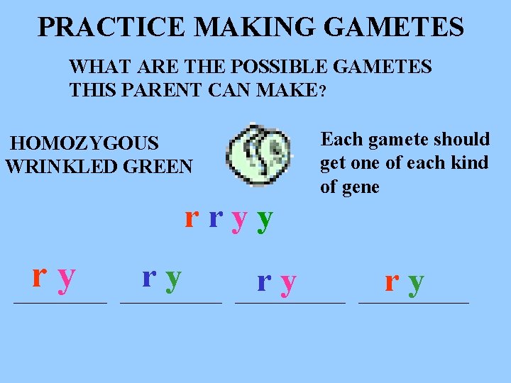 PRACTICE MAKING GAMETES WHAT ARE THE POSSIBLE GAMETES THIS PARENT CAN MAKE? HOMOZYGOUS WRINKLED