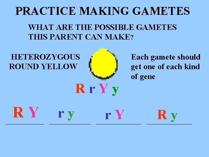 PRACTICE MAKING GAMETES WHAT ARE THE POSSIBLE GAMETES THIS PARENT CAN MAKE? HETEROZYGOUS ROUND