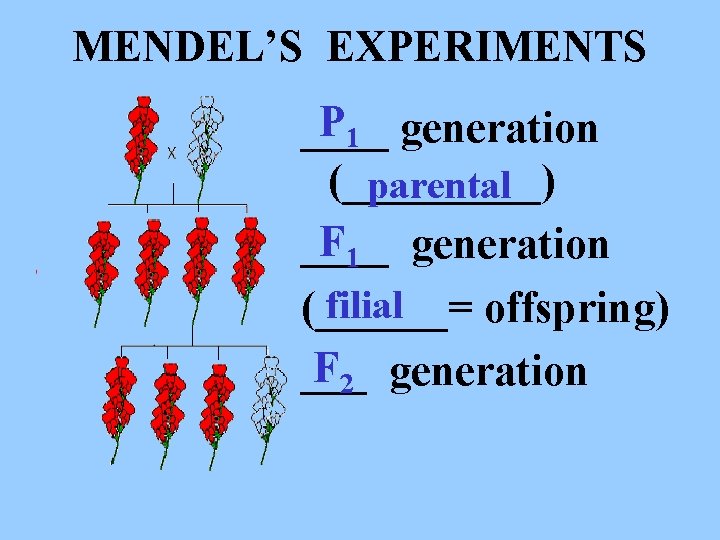 MENDEL’S EXPERIMENTS P 1 generation ____ (_____) parental F 1 generation ____ filial (______=