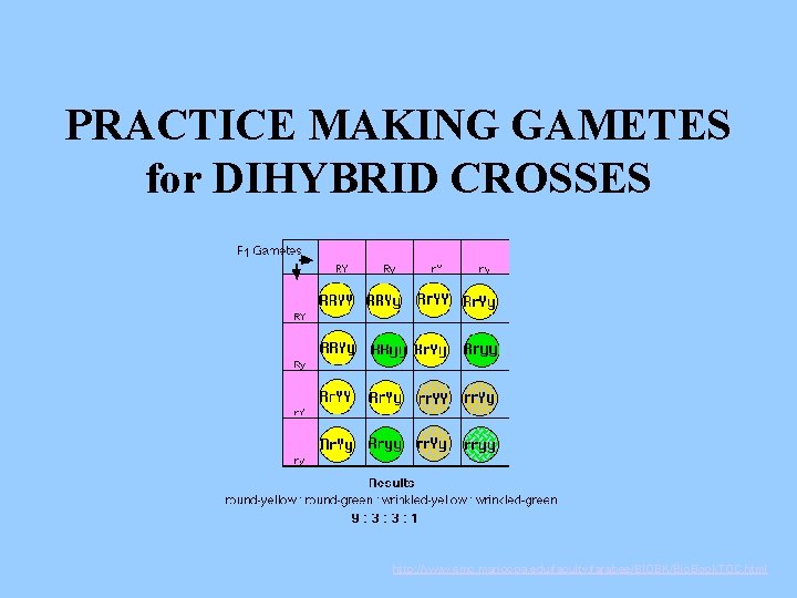 PRACTICE MAKING GAMETES for DIHYBRID CROSSES http: //www. emc. maricopa. edu/faculty/farabee/BIOBK/Bio. Book. TOC. html