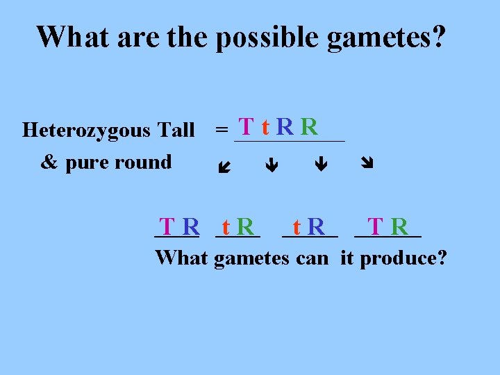  Tt. RR Heterozygous Tall = _____ & pure round What are the possible