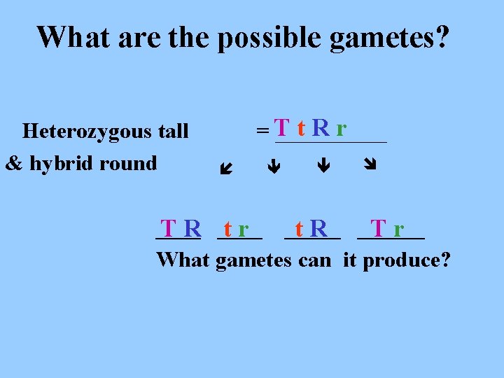 What are the possible gametes? t. Rr =T _____ Heterozygous tall & hybrid round