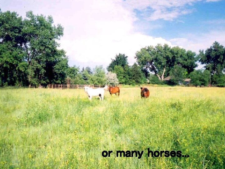 or many horses. . . 