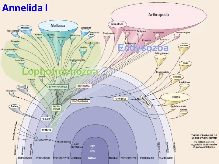 Annelida I Ecdysozoa Lophotrochozoa 14 -1 