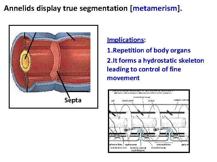 Annelids display true segmentation [metamerism]. Implications: 1. Repetition of body organs 2. It forms