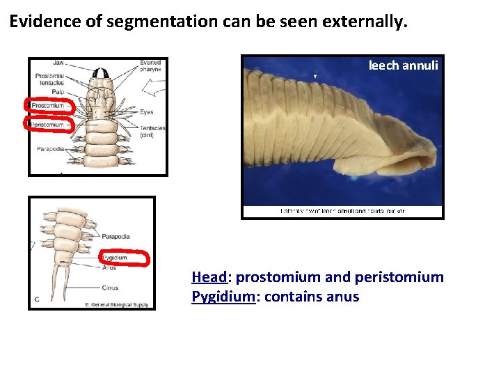 Evidence of segmentation can be seen externally. leech annuli Head: prostomium and peristomium Pygidium: