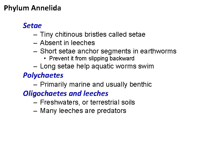 Phylum Annelida Setae – Tiny chitinous bristles called setae – Absent in leeches –