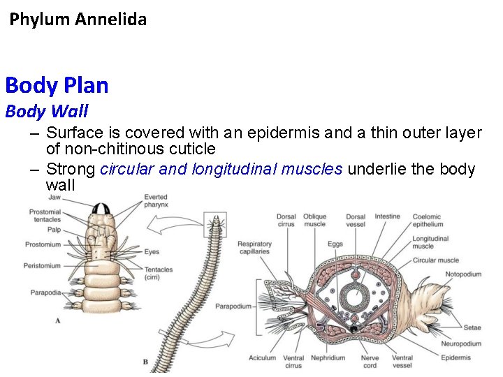Phylum Annelida Body Plan Body Wall – Surface is covered with an epidermis and