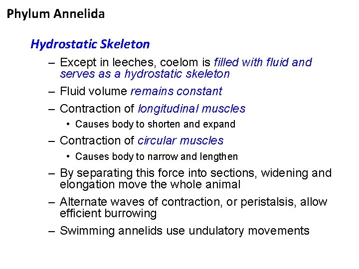 Phylum Annelida Hydrostatic Skeleton – Except in leeches, coelom is filled with fluid and