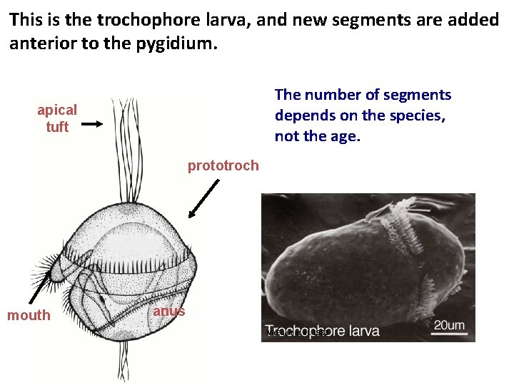 This is the trochophore larva, and new segments are added anterior to the pygidium.