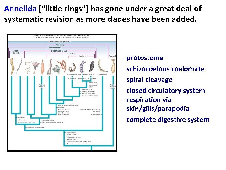 Annelida [“little rings”] has gone under a great deal of systematic revision as more