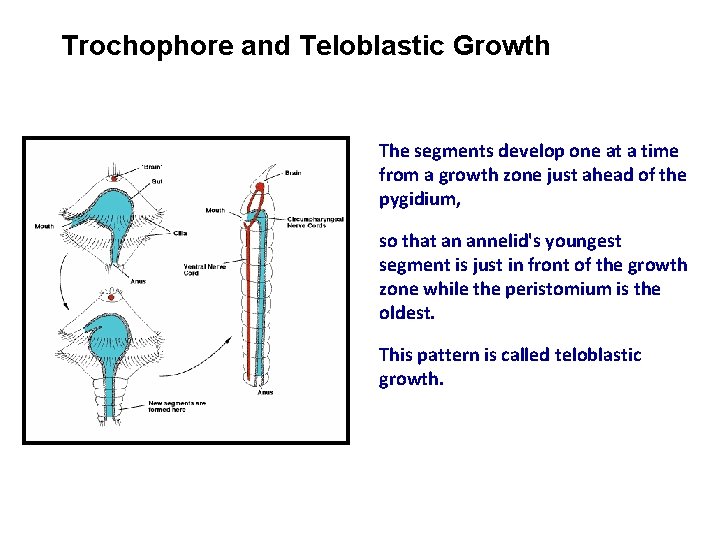 Trochophore and Teloblastic Growth The segments develop one at a time from a growth