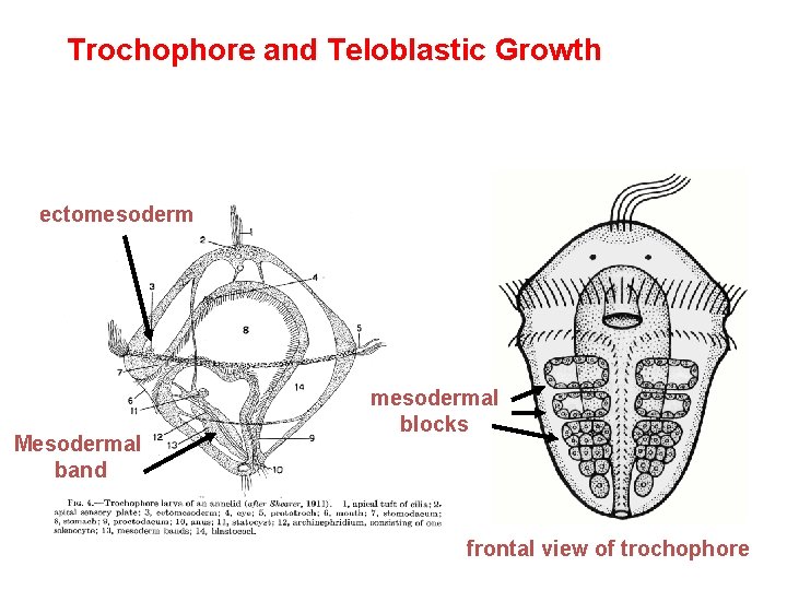 Trochophore and Teloblastic Growth ectomesoderm Mesodermal band mesodermal blocks frontal view of trochophore 