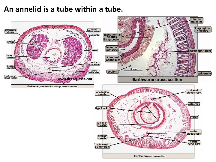 An annelid is a tube within a tube. www. deanza. fhda. edu 