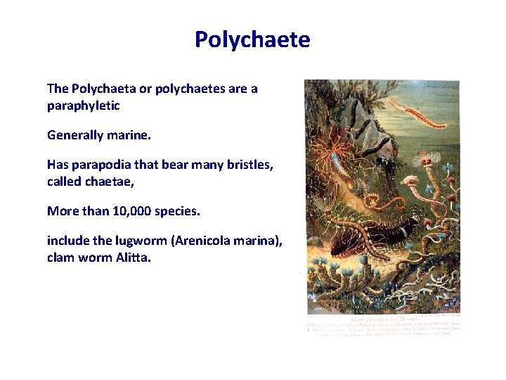 Polychaete The Polychaeta or polychaetes are a paraphyletic Generally marine. Has parapodia that bear