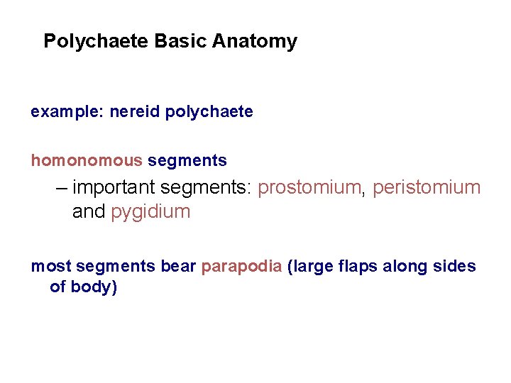 Polychaete Basic Anatomy example: nereid polychaete homonomous segments – important segments: prostomium, peristomium and