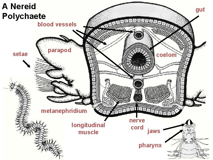 A Nereid Polychaete gut blood vessels setae parapod coelom metanephridium longitudinal muscle nerve cord