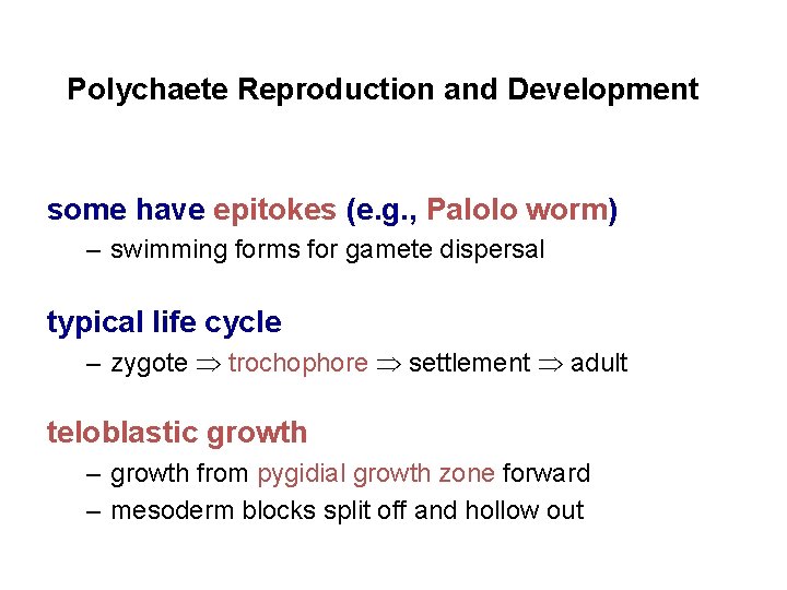 Polychaete Reproduction and Development some have epitokes (e. g. , Palolo worm) – swimming
