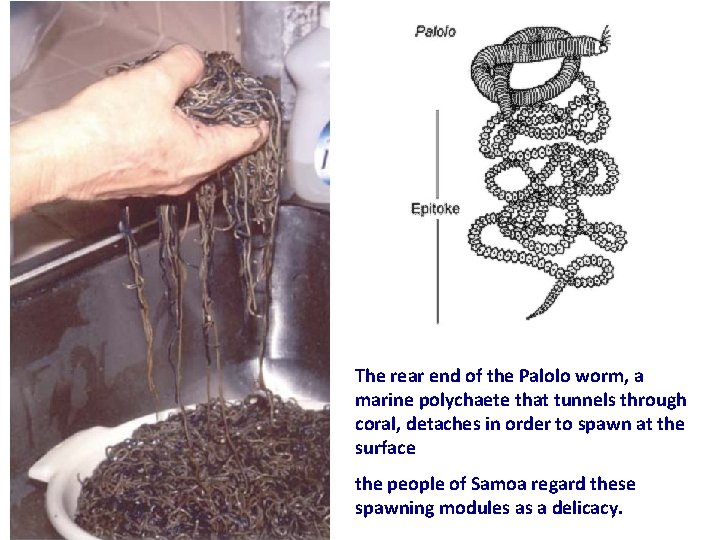 The rear end of the Palolo worm, a marine polychaete that tunnels through coral,