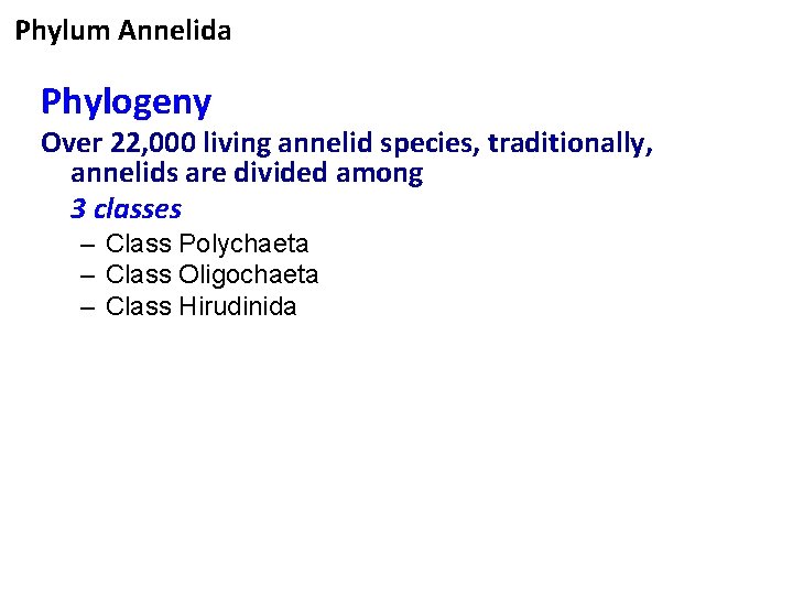 Phylum Annelida Phylogeny Over 22, 000 living annelid species, traditionally, annelids are divided among