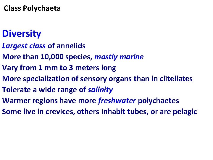 Class Polychaeta Diversity Largest class of annelids More than 10, 000 species, mostly marine