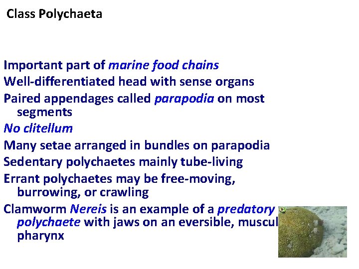 Class Polychaeta Important part of marine food chains Well-differentiated head with sense organs Paired