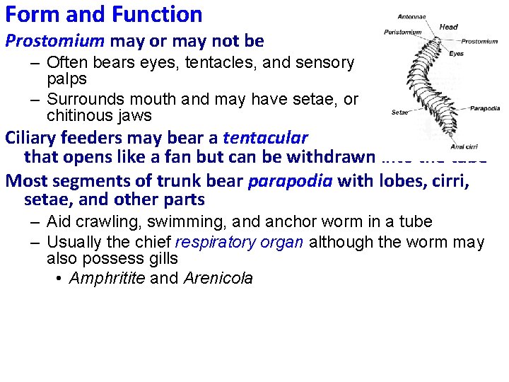 Form and Function Prostomium may or may not be retractile – Often bears eyes,