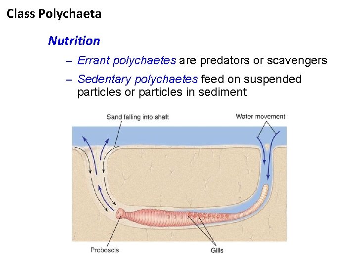 Class Polychaeta Nutrition – Errant polychaetes are predators or scavengers – Sedentary polychaetes feed