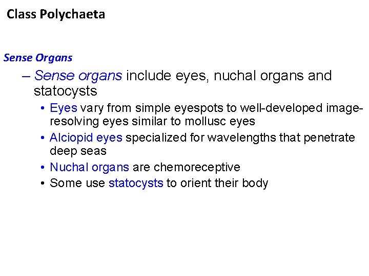 Class Polychaeta Sense Organs – Sense organs include eyes, nuchal organs and statocysts •