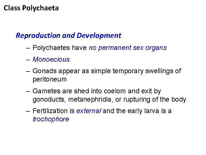 Class Polychaeta Reproduction and Development – Polychaetes have no permanent sex organs – Monoecious