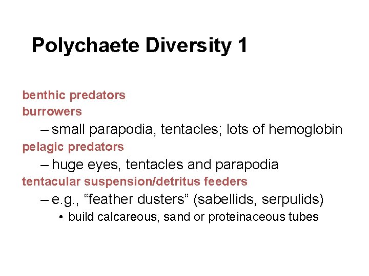 Polychaete Diversity 1 benthic predators burrowers – small parapodia, tentacles; lots of hemoglobin pelagic