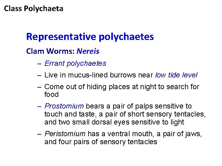 Class Polychaeta Representative polychaetes Clam Worms: Nereis – Errant polychaetes – Live in mucus-lined