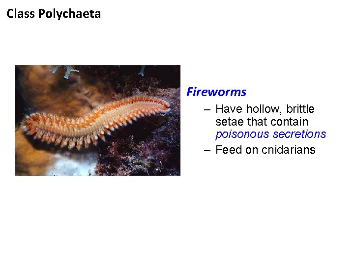 Class Polychaeta Fireworms – Have hollow, brittle setae that contain poisonous secretions – Feed
