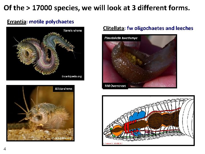 Of the > 17000 species, we will look at 3 different forms. Errantia: motile