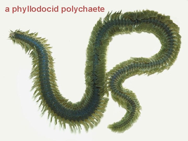 a phyllodocid polychaete 
