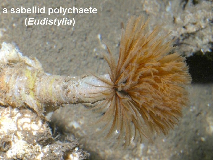 a sabellid polychaete (Eudistylia) 