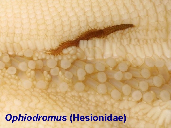 Ophiodromus (Hesionidae) 