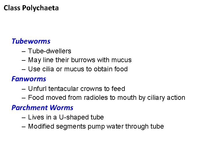 Class Polychaeta Tubeworms – Tube-dwellers – May line their burrows with mucus – Use