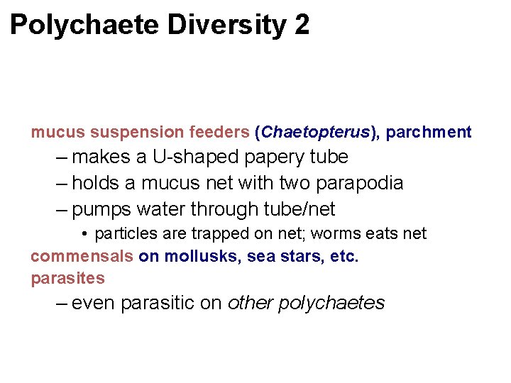 Polychaete Diversity 2 mucus suspension feeders (Chaetopterus), parchment – makes a U-shaped papery tube